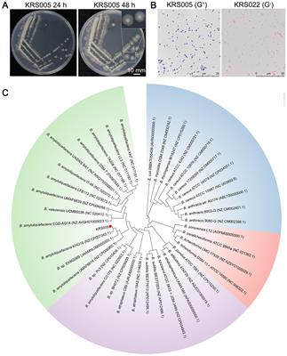 Unlocking antagonistic potential of Bacillus amyloliquefaciens KRS005 to control gray mold